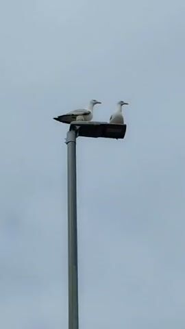 This media file features a street lamp against a cloudy sky. Two seagulls are perched on the lamp. One seagull is on the left, facing left. The other seagull is on the right, facing right. The seagull on the right then spreads its wings and takes flight, flying away from the lamp. The scene is likely outdoors, given the presence of seagulls and the open sky. The weather appears overcast, contributing to the muted lighting. The time of day is not explicitly indicated but the lighting suggests it is daytime. The overall mood is peaceful and observational, capturing a moment of natural behavior. There is no visible text in the media file.