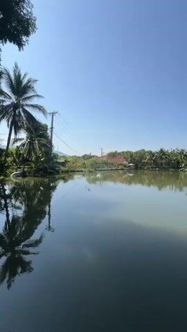 A wide shot of a calm lake on a clear, sunny day. Trees and some structures, including what appears to be a red-roofed building and some elevated wooden structures, line the far shore. Palm trees are visible on the left side of the frame. The water reflects the sky and the surrounding scenery. A utility pole with wires is also visible on the left.