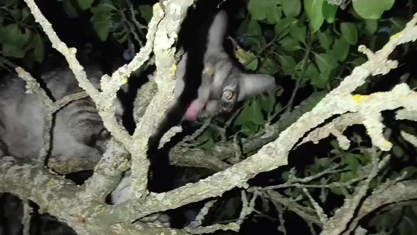 A close-up video shows a gray tabby cat perched on the branches of a tree at night. The cat's eyes are wide and bright green, reflecting the light. Its fur is striped and its ears are perked up. The cat appears to be looking around, possibly for prey or a way down. The branches of the tree are gnarled and covered in lichen, and the leaves are dark green in the low light. The overall impression is one of stealth and alertness, as the cat navigates its nocturnal environment.