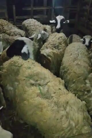A group of sheep are gathered in a dark enclosure, possibly a barn or pen. The sheep are mostly covered in thick, woolly coats. Some of the sheep have black markings on their faces, around their eyes and noses, while others appear to be a uniform light color. The lighting is dim, with some areas appearing very dark. The sheep are close together, and their faces are turned in various directions, with some looking directly at the camera. There are wooden structures visible in the background, suggesting the enclosure's construction. The ground is covered in what appears to be hay or straw.