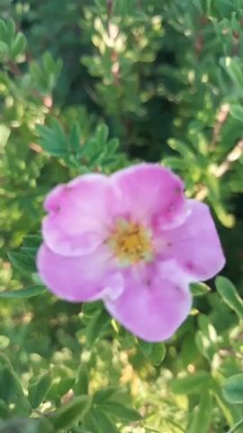 A close-up, out-of-focus shot of a single pink flower with a yellow center is displayed. The flower is surrounded by green foliage. The lighting suggests it is daytime.