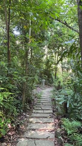 A stone pathway winds through a lush, green forest. Tall trees with dense foliage create a canopy overhead, filtering the sunlight. Various types of plants, including ferns, grow on either side of the path, covering the forest floor. The pathway appears to be made of flat, rectangular stones laid end-to-end. A white post is visible along the side of the path in the distance. The scene is still and quiet, suggesting a natural, undeveloped environment.