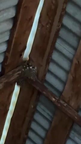 The video shows a bird's nest with several baby birds inside. The nest is located on wooden beams under a corrugated roof. One adult bird is visible in the nest, tending to the young. The video appears to be filmed from below, looking up at the nest. The lighting suggests it is daytime.