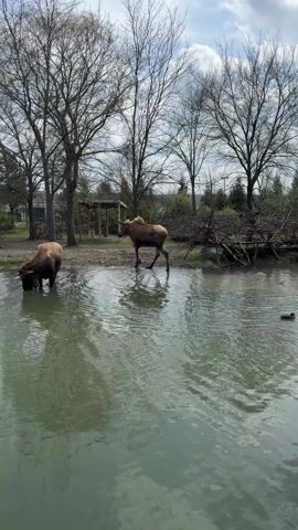 Two moose are in and near a pond. One drinks in the water while the other walks along the edge. Leafless trees surround the pond, and there is a wooden structure nearby. The sky is overcast.