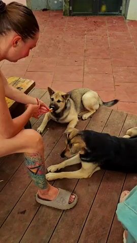 Two dogs, one tan and white, the other black and tan, lie on a wooden floor. A person, visible from the waist down, sits on a wooden bench, feeding the tan and white dog from a orange object held in their hand. The tan and white dog is sitting up and looking at the person. The black and tan dog is lying down and looking towards the person. The floor is made of wooden planks and is stained red. There is a wooden table leg visible on the left side of the frame.