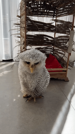 Owl perched outside a wooden cage in Kuta Selatan, Bali
