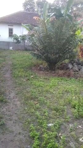 The video shows a view of a yard with a small palm tree in the center of the frame. A white house with a brown roof is visible in the background to the left. To the right of the palm tree, there is a pile of rocks and some greenery. The ground in the foreground is a mix of dirt and grass. The lighting suggests it is either early morning or late afternoon.