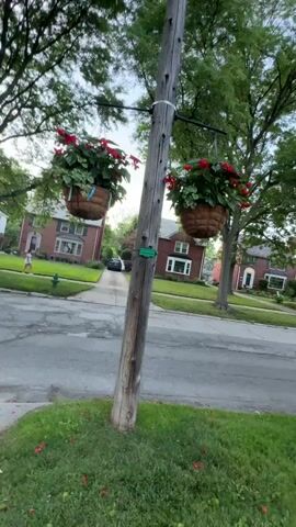 A wooden utility pole stands in the foreground, adorned with two hanging baskets of red flowers. The pole has a small green sign attached to it. In the background, a residential street is visible with houses on either side and trees lining the street. A car is parked in a driveway. A person is walking on the sidewalk in the distance. The overall scene appears to be a suburban neighborhood.