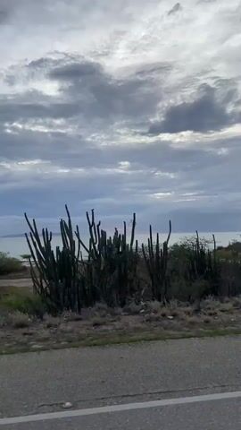 The video shows a landscape with cactuses, shrubs, and a body of water in the distance. The sky is cloudy with some hints of light peeking through. The scene appears to be captured from a moving vehicle, as evidenced by the blurred foreground and the shifting perspective. The environment suggests a dry, possibly coastal region. There are no people or distinct actions visible.