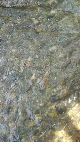 The video shows a shallow stream with a rocky bottom. The water is clear and appears to be flowing gently. Sunlight is dappling the water's surface, creating shimmering patterns. The rocks on the streambed are varied in size and color, with some appearing smooth and rounded while others are more angular. There are hints of green algae or moss on some of the submerged rocks. The overall impression is one of a natural, peaceful environment.