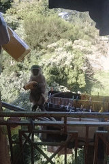 Monkey spotted on clothesline with food in Kikuyu Township