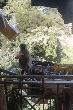 Monkey spotted on clothesline with food in Kikuyu Township