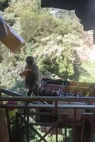 A monkey sits on a clothesline, holding something yellow in its hands, possibly food. It is perched on a metal rack with wet clothes hanging on the line behind it, secured by colorful clothespins. A lush green background of trees suggests an outdoor setting. The video is shot from under what appears to be a porch or balcony, with a container hanging above the monkey.