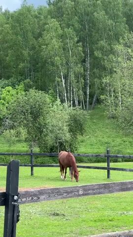 A brown horse is grazing in a green pasture surrounded by a black fence. Behind the pasture is a lush green hill covered in trees, including several birch trees with white bark. The sky is overcast.