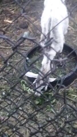 The video shows a white goat with black markings on its face and horns, standing in a grassy area surrounded by a wire fence. The goat is eating from a black tire that is filled with grass. In the background, two other white goats are visible. The ground is covered with dirt and straw. The lighting is dim, suggesting it might be early morning or late evening.