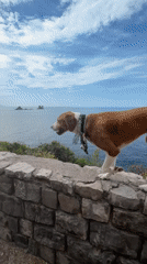 Dog walks stone wall, jumps to coastal path in Montenegro