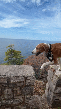 Dog walks stone wall, jumps to coastal path in Montenegro