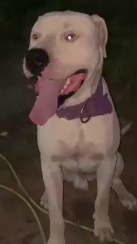 The video shows a medium-sized, white dog sitting on the ground. The dog has a pink tongue hanging out and is wearing a purple collar. A yellow hose is visible in the lower-left corner of the frame. The background is dark and appears to be an outdoor area, possibly a yard, at night.