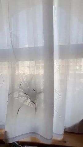 The video shows a person's hand touching a white sheer curtain with a pattern of thin, dark lines and some sort of fuzzy, white organic material. The curtain is in front of a window, and through the window, a potted plant with long, spiky leaves is visible. The plant appears to be a Dracaena. Beyond the plant, an apartment building and a courtyard are visible under a blue sky. The video pans slightly upwards and to the right, focusing more on the plant and the courtyard.