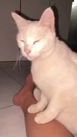 A white cat with light pink ears and yellow eyes sits on a person's leg. The cat is facing to the left, looking down with its eyes partially closed. The person's leg is bare, with visible hair. The background is dark, with the suggestion of a white closet or wall on the left and a darker wall or object on the right. The floor appears to be tiled. The lighting suggests it may be nighttime or a dimly lit indoor space. The overall mood is calm and intimate, with the cat appearing relaxed and comfortable. There is no visible text in the media file.