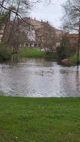 The video shows a body of water in a park-like setting. Ducks are swimming in the water, which is rippled and reflects the sky. The foreground consists of a green grassy area with small white flowers. A tree trunk is partially visible on the right side of the frame. In the background, there is a building with multiple windows and a brownish roof, partially obscured by trees. The sky is overcast, suggesting a cloudy day.