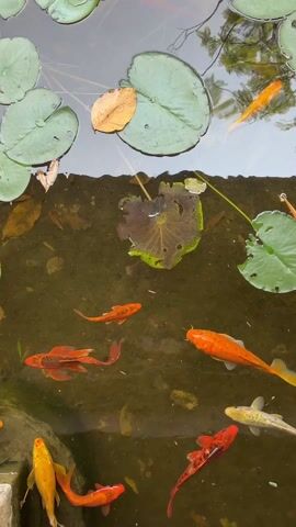 The video shows a pond with lily pads floating on the surface. Several colorful koi fish swim in the water, including orange, yellow, and red varieties. The water is slightly murky, and a few fallen leaves are visible.