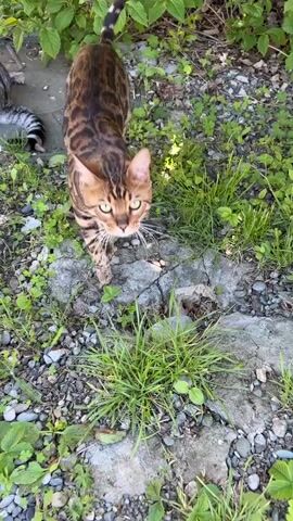 A shot captures two domestic shorthair cats in an outdoor setting, likely a yard. One cat, a Bengal, is primarily brown with distinctive black leopard-like markings. It stands on a cracked stone surface surrounded by patches of grass and pebbles. Behind it, a second cat with grey and white tabby markings is sitting on the ground, its tail partially visible. Both cats are in proximity to some green bushes. The lighting suggests it is daytime. The shot is stable, taken at eye-level, and doesn't show any humans.
