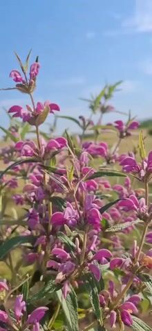 A close-up video focuses on a flowering plant with small, pink, tubular flowers and green leaves. The plant is held in someone's hand, indicated by a partial view of skin and fingers at the bottom of the frame. The background shows a field of dry grass and a bright blue sky. The camera is slightly shaky, suggesting it is handheld.