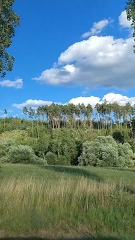The video shows a view from a vehicle moving along a grassy hillside. The sky is blue with scattered white clouds. A line of tall, slender trees stands on the crest of the hill, with a mix of green foliage and some lighter-colored trees among them. In the foreground, a single, leafless tree with a few green leaves is visible on the right side of the frame. The ground is covered in green grass with some small white flowers. A white and red striped post is visible in the middle ground on the left side of the frame. The vehicle appears to be moving at a moderate speed.