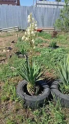 The video shows a garden with several yucca plants. One yucca plant in the foreground is in bloom with a tall stalk of white flowers. The plants are planted in old tires, which are used as planters. The garden is surrounded by a metal fence and some grass and weeds. The lighting suggests it is daytime and sunny.