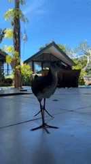 Long-necked brown bird spotted in Indonesian garden and poolside