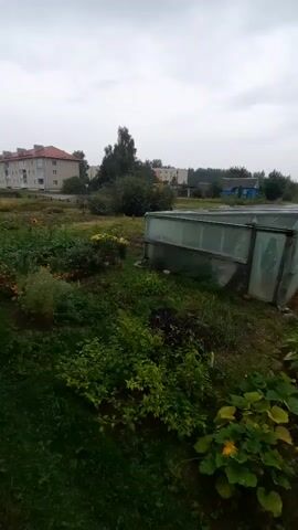 A video captures an outdoor scene. The foreground is dominated by lush green vegetation, including a large plant with yellow flowers in the lower right corner. To the right of the plants is a greenhouse made of a wooden frame and covered with translucent material, possibly plastic. The greenhouse is empty and appears to be in a state of disrepair. In the background, there are more trees and buildings, including a multi-story residential building with a red roof on the left. The sky is overcast with gray clouds.