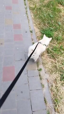 A white dog on a leash sniffs the grass by a sidewalk.