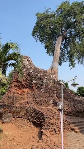 The video begins with a view of an ancient brick structure covered in moss, with a large tree growing out of its side. The tree has a thick trunk and lush green leaves, and its trunk is wrapped in a white cloth. A lamppost with two lights stands in front of the brick structure. The camera then pans to the right, revealing a pathway made of brick tiles, leading towards more ancient ruins. The ruins are composed of scattered bricks and stones, suggesting a historical site. The camera continues to pan, showcasing more of the ruins and the surrounding vegetation, including palm trees and other leafy trees. In the background, a clear blue sky is visible. A sign with text in an unknown language is attached to a lamppost, partially obscured by tree branches. The video ends with a close-up of the sign. The overall scene depicts an archaeological site with ancient ruins and overgrown vegetation, bathed in natural light.