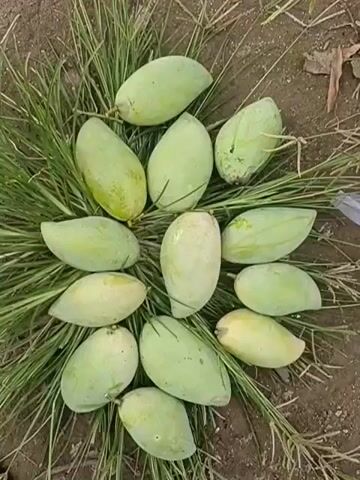 The video shows a close-up overhead shot of a collection of green mangoes arranged in a circular pattern on the ground. The mangoes are of various sizes and shapes, with some exhibiting slight variations in color from pale green to a more yellow-green hue. They are lying on a bed of dry, green grass or straw. The ground appears to be soil or dirt. There are no people or animals visible in the frame. The lighting is natural, suggesting an outdoor setting. The camera is stationary.