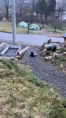 A child is crawling downhill on a gray gravel path. The path is bordered on one side by a set of concrete steps and a metal container filled with water, and on the other side by a rock garden. Beyond the path, there is a road, a grassy area, and a house in the background. The weather appears overcast.