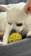 White Chihuahua plays with toys in Birobidzhan home