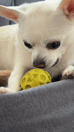 White Chihuahua plays with toys in Birobidzhan home