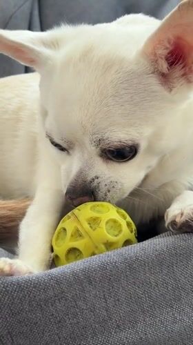 White Chihuahua plays with toys in Birobidzhan home