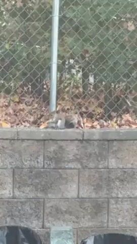 The video shows a squirrel sitting on top of a gray brick wall. The squirrel is facing the left and appears to be eating something in its paws. Behind the wall is a chain-link fence with foliage visible through the links. Brown leaves litter the ground behind the wall. Two black trash bags are positioned below the wall in the foreground. A silver metal pole is visible near the left side of the fence.