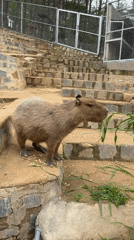 Capybara grazing on a concrete ledge in Định An