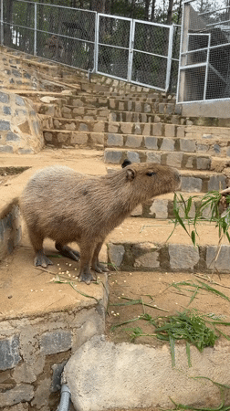 Capybara grazing on a concrete ledge in Định An