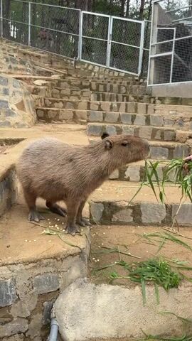 A capybara stands on a concrete ledge next to a stone staircase. The capybara is a large, brownish-grey rodent with short fur and dark eyes. It is facing to the right and appears to be eating grass. There are scattered pieces of food on the ledge in front of the capybara. The staircase is made of rough-hewn stone blocks and ascends to the top of the frame. A wire fence is visible at the top of the staircase, with trees and foliage behind it. The environment appears to be an outdoor enclosure, possibly a zoo or wildlife sanctuary. The lighting is overcast, suggesting it is daytime.