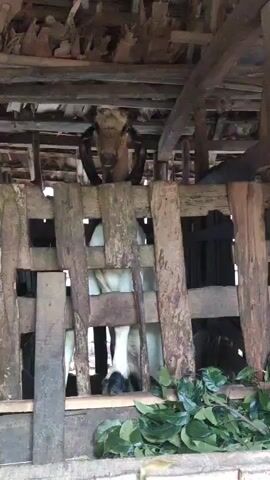 The video shows a goat in a wooden enclosure. The goat's head and upper body are visible peeking over a fence made of wooden planks. The enclosure has a roof made of palm fronds or similar natural material. The goat is light brown with dark markings on its face and long, floppy ears. There are some green leaves in the foreground, possibly food for the goat. The video is shaky and the lighting is somewhat dim, suggesting it was filmed indoors or in a shaded area. The goat appears to be looking directly at the camera.