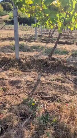 This video shows a vineyard with rows of grapevines. The grapevines have green leaves and some bunches of grapes. The ground is covered with dry grass and soil. There are metal posts supporting the grapevines. The sun is shining, casting shadows on the ground. The video pans slightly to the right, showing more of the vineyard.