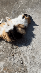 Calico cat and husky dog relaxing at home