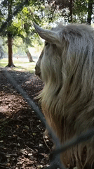 Afternoon at a farm park: animals, woodland ponds, and pancakes
