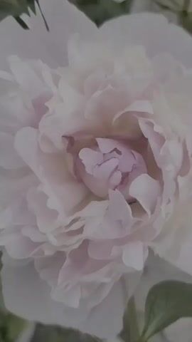 A close-up video captures a cluster of pale pink peonies in bloom, with lush green foliage in the background. The camera slowly pans across the flowers, highlighting their delicate petals and layered centers. The lighting is soft and diffused, creating a dreamy and serene atmosphere. The video focuses on the natural beauty of the peonies, with no people or discernible actions other than the subtle movement of the camera.