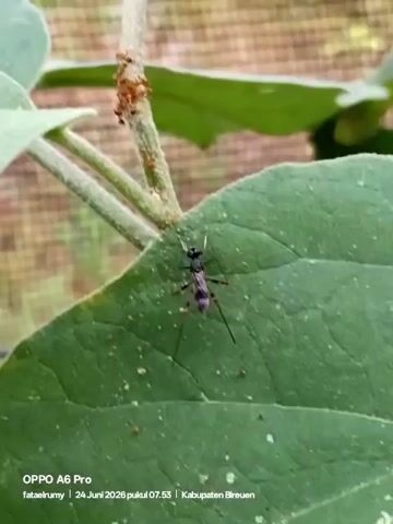 The video shows a close-up shot of a black insect with a long, slender body and long antennae resting on a green leaf. In the background, a thin stem of a plant is visible, with a cluster of small, reddish-brown insects gathered around it. The overall environment appears to be outdoors, with hints of foliage and a blurred background suggesting natural surroundings. The lower part of the video includes a watermark indicating "OPPO A6 Pro" and text with a date and location.