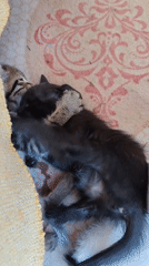 Kittens and their mother at home in Konyaaltı